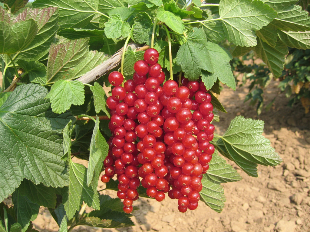 Храст от червено френско грозде