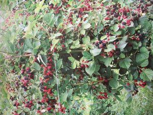 Most garden blackberry varieties do not have thorns.