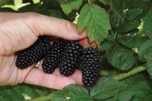 Setiap varieti blackberry mempunyai ciri tersendiri.