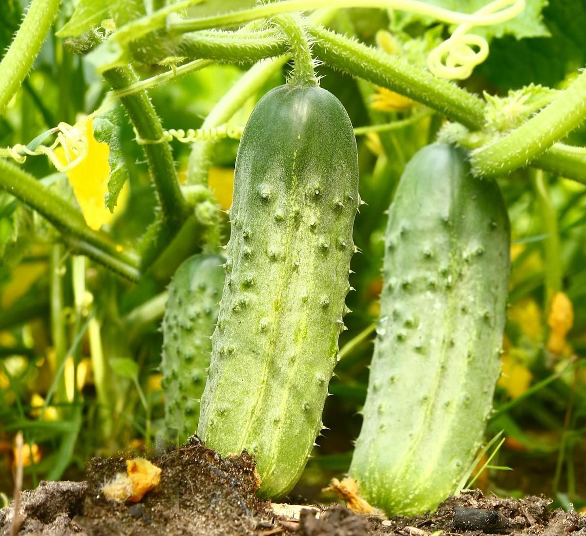 Altai early cucumber