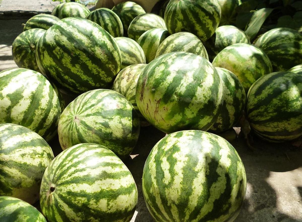 Wassermelonenernte