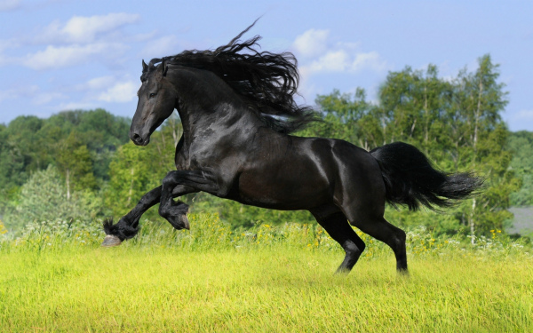 Ātrākie zirgi pasaulē: vidējais zirga ātrums ar jātnieku