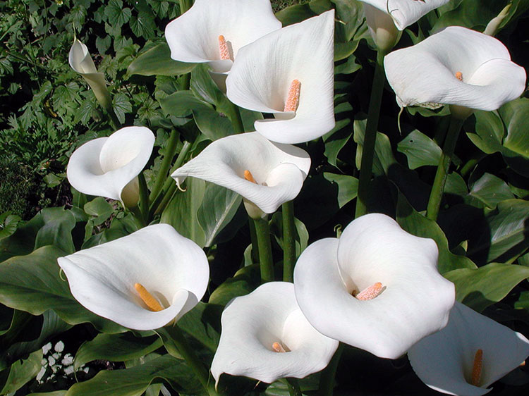 About growing calla lilies in the garden: planting and caring for a ...